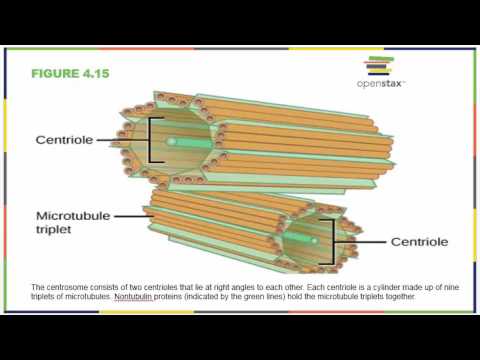 Biology 181 Chapter 4 OpenStax