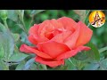 Din Aashe Din Jaaye দিন আসে দিন যায় Annadata Kumar Sanu Sadhana Sargam Sa