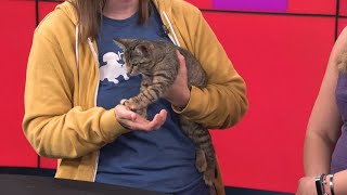 Humane Ohio’s 20th anniversary: kittens, community and celebration | Good Day on WTOL 11