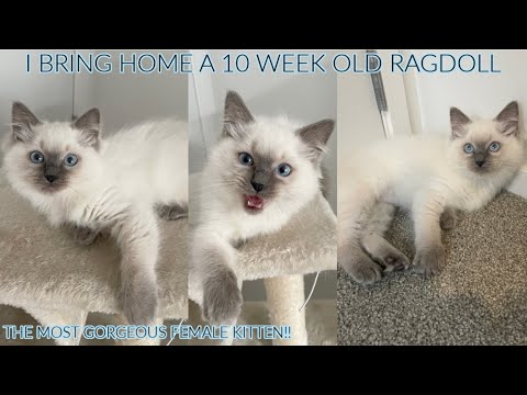 BRINGING OUR BLUE POINT RAGDOLL KITTEN HOME!