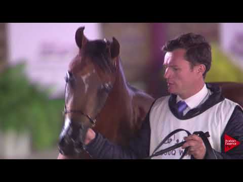 N.77 RETAJ AL NAAMAN - 2019 Qatar International show - Colts 2 Years Old (Class 5)