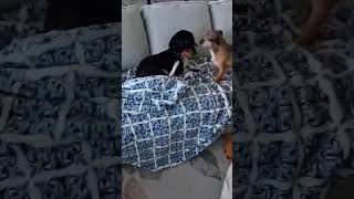 Video preview image #1 Basset Hound Puppy For Sale in Deepwater, NJ, USA
