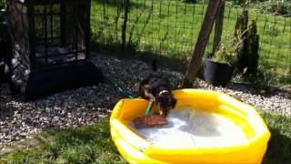 preview picture of video 'Welsh Terrier's Archie April Fool at the Pool.wmv'