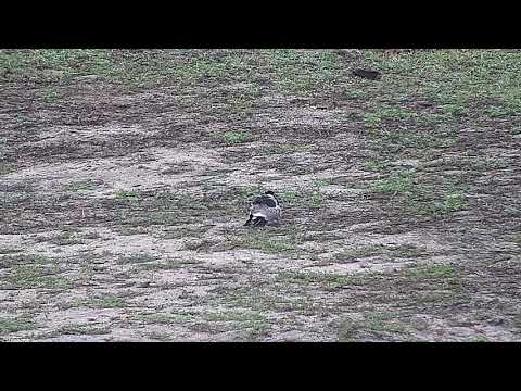 Djuma: Blacksmith Lapwing and chicks - 05:43 - 10/28/21