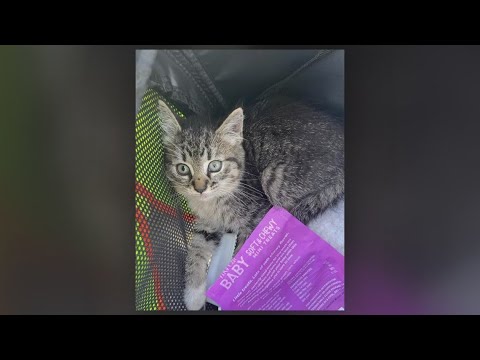 FDOT crew rescues kitten trapped under Jacksonville's Main Street Bridge - YouTube
