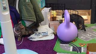 [問題/行為]  兩隻幼貓的互動情形