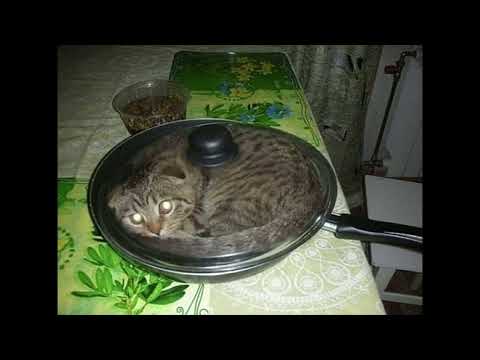 an impenetrable defense!  forcefield master cat theme