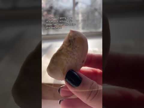 Grow A Mango In Water Tutorial tiktok mtplanters