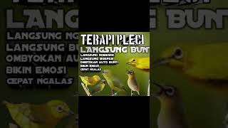 Download lagu TERAPI PLECI AGAR BUNYI TERAPI PLECI OMBYOKAN #pleci #pleciombyokan #terapiburungmacet #terapipleci mp3