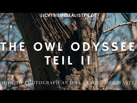 Eulen finden und fotografieren - The Owl Odyssee Teil II