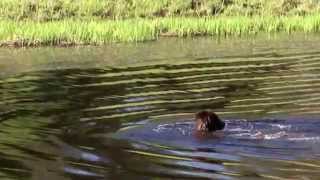 Witchi Tai To - Brewer &amp; Shipley