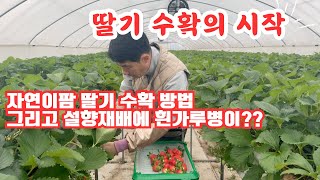 자연이팜 딸기 수확 방법과 설향 딸기 재배에 흰가루병ᄋ…