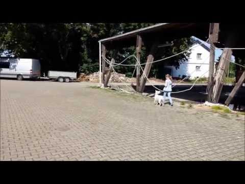 Hundesportzentrum Dog Campus - Kindertraining