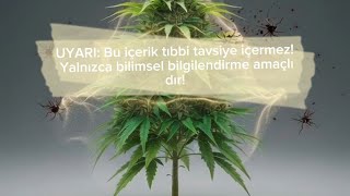 Kenevir Vücudu Nasıl Etkiler? | THC ve CBD'nin Biyokimyasal Sırları (Bilimsel An