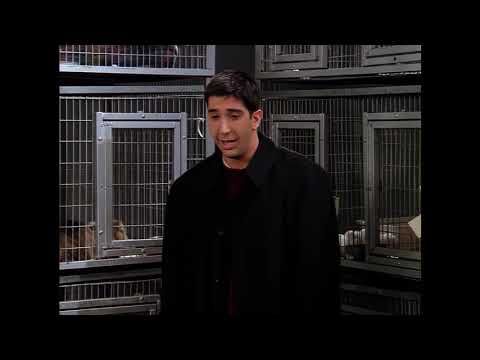 Friends DVD exclusive in HD : Ross can't have 2 cats!!