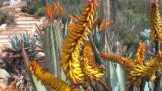 preview picture of video 'Mallorca Botanicactus'