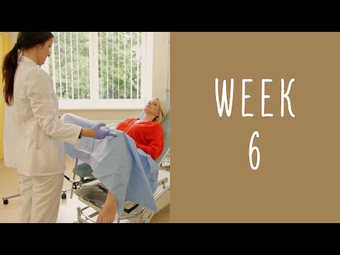 6 Weeks Pregnant - Pregnancy Week by Week