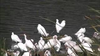 preview picture of video 'Remarkable Florida Bay - Everglades National Park, Flamingo, Florida'