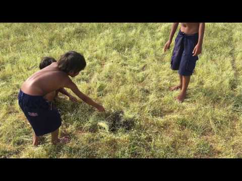 Wow! Children Catch A Big Snake With Bare Hand - How To Catch Snake In Cambodia By Animal Daily