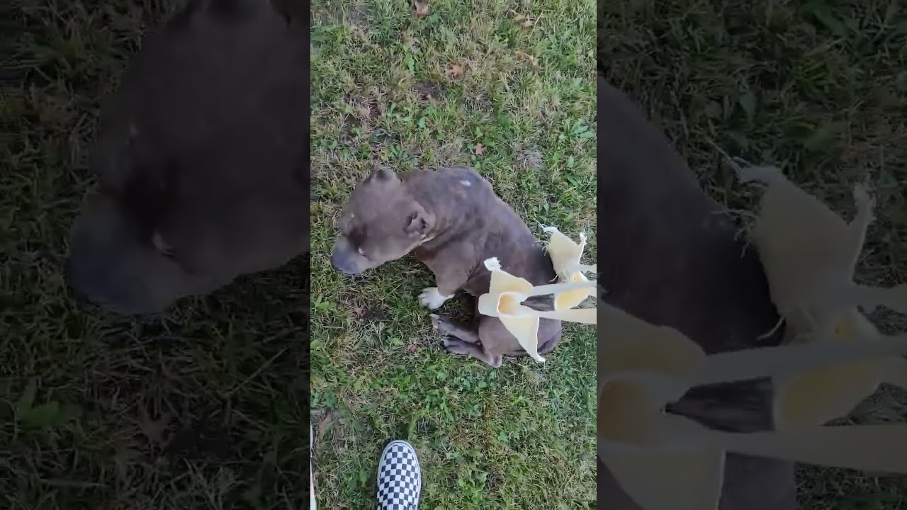 Lola video
