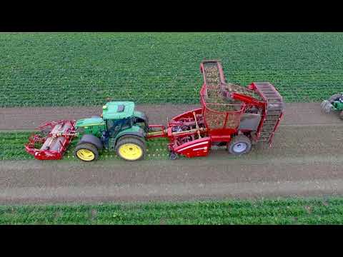 GRIMME | ROOTSTER 604, MAXTRON 620, CleanLoader in celeriac