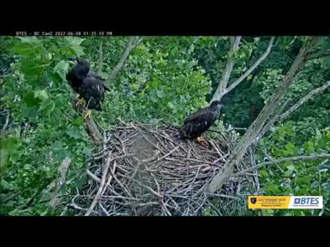 2022 06 08 BC 21 Branching 0125pm