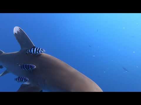 Oceanic Whitetip shark (Longimanus) Egypt July 2018