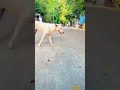 Most Dangerous Speed Breaker Mabucrush
