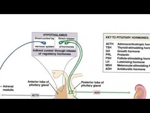 Endocrine5-Pituitary Gland