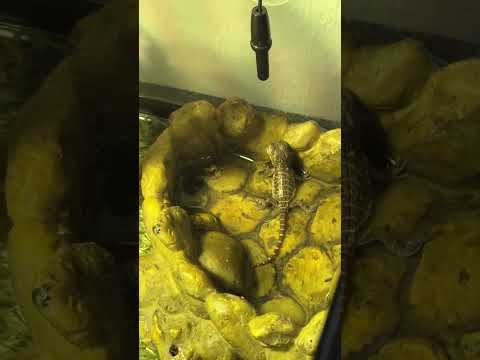 Dragon Video