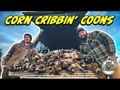 Daytime Raccoon Hunting : Easy Methods for Stacking the Truck with Fur!#coonhunting #hunting