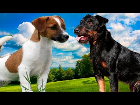 Jack Rusel terrier vs Jagdterrier - Highlights