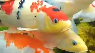 Download lagu Ikan hias dalam kolam #ikanhias #ikankoi #video  mp3 Download lagu Ikan hias dalam kolam #ikanhias #ikankoi #video  mp3