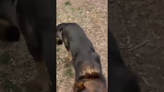 Video preview image #1 Mutt Puppy For Sale in Rustburg, VA, USA