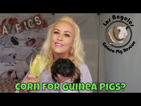 Is Corn Safe For Guinea Pigs To Eat?
