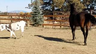 Mini donkey and horse meeting