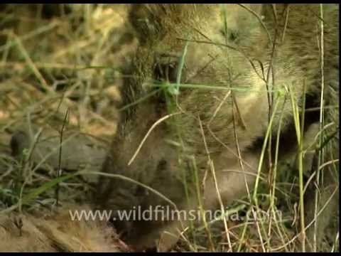 OMG!!! Boar eats another Boar!