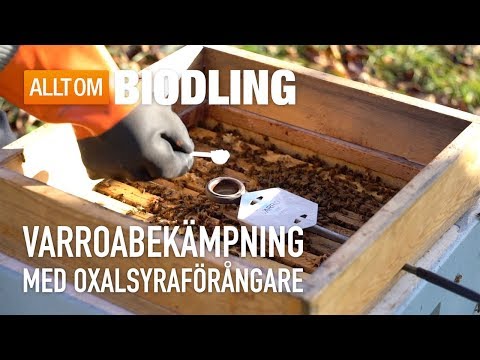 Varroabekämpning med oxalsyraförångare - Bihälsa - Biodling