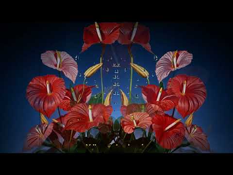 Sofía Viola - Bachata con Dios ( Lyric Video)