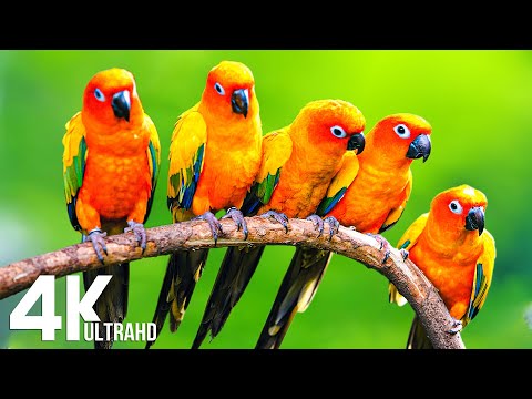 Colorful Macaw Parrots 4K - Relaxing Music With Colorful Birds In The Rainforest - 4K VIDEO (UTRAHD)