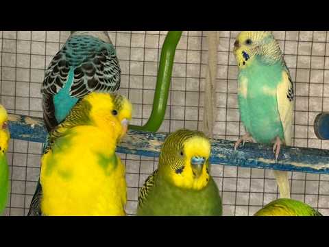 8 Hours of Happy Budgies Chirping 🐦🎶 | Stress Relief & Positive Vibes