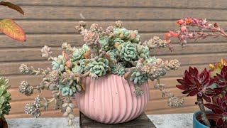 Succulents With Beautiful Blooms in my garden. Come & enjoy these beautiful flowers with me 多肉植物开花了