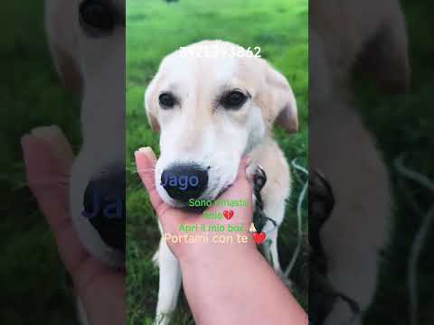 Regalo Sono rimasto solo Aiutami a trovare casa 