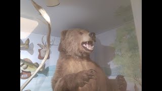 Brown Bear, Moose, Elk, Fish Taxidermy & Knife Collection Peeples Funeral Home Chatsworth, GA