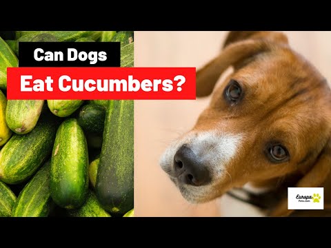 Can Dogs Eat Cucumbers? All You Need to Know!