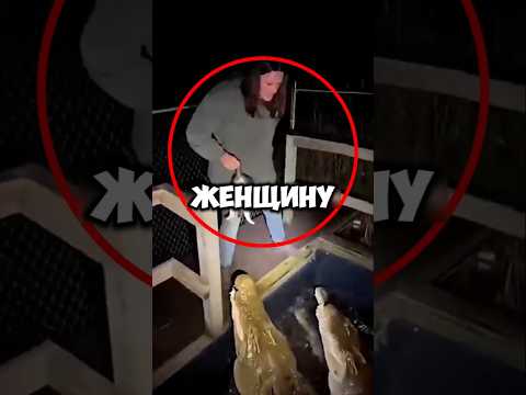 Я НЕ УСПЕЛ!?! #shorts #животные #котики