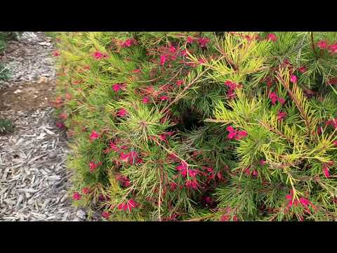 羅蘭高地Rowland Heights 散步隨性拍❤️