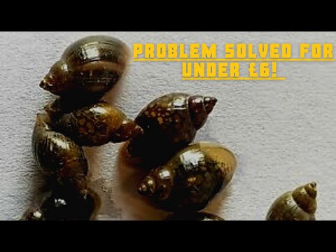 BEST and EASIEST way to remove All pest snails! 100% GUARANTEED!