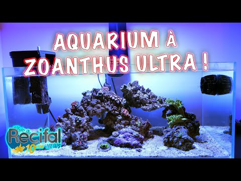[VLOG#20] Axel : Zoa paradise, un aquarium pour Zoanthus !