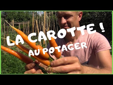 , title : 'Réussir la carotte au potager !'